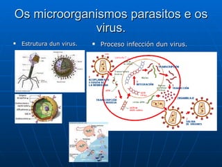 Os microorganismos parasitos e os virus. Estrutura dun virus.  Proceso infección dun virus. 
