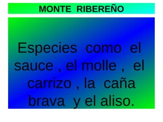 MONTE RIBEREÑO

Especies como el
sauce , el molle , el
carrizo , la caña
brava y el aliso.

 