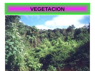 VEGETACION

 