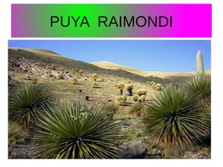 PUYA RAIMONDI

 