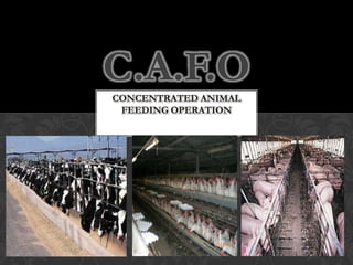 C.A.F.OConcentrated Animal Feeding Operation 