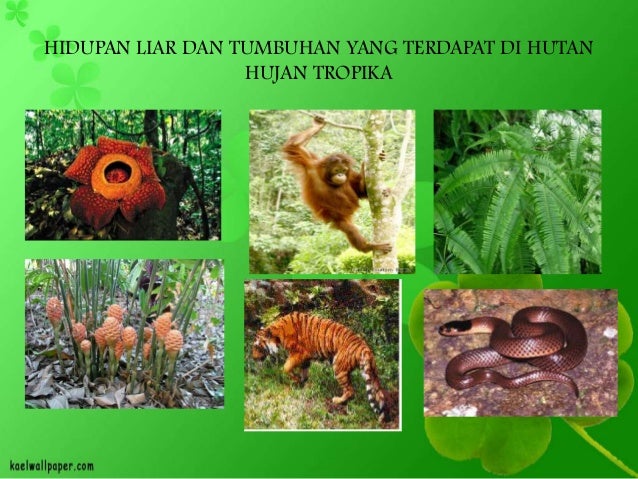 Contoh Ekosistem Di Hutan Hujan Tropis - Healthy Body Free 