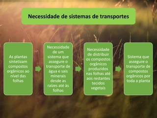 As plantas
sintetizam
compostos
orgânicos ao
nível das
folhas
Necessidade
de um
sistema que
assegure o
transporte de
água e sais
minerais
desde as
raízes até às
folhas
Necessidade
de distribuir
os compostos
orgânicos
produzidos
nas folhas até
aos restantes
tecidos
vegetais
Sistema que
assegure o
transporte de
compostos
orgânicos por
toda a planta
Necessidade de sistemas de transportes
 