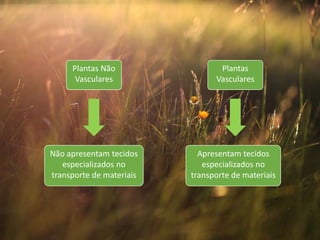 Plantas
Vasculares
Plantas Não
Vasculares
Não apresentam tecidos
especializados no
transporte de materiais
Apresentam tecidos
especializados no
transporte de materiais
 