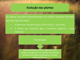 As plantas vasculares desenvolveram um sistema condutor formado
por dois tipos de vasos:
I. O xilema que transporte água e iões minerais – seiva bruta.
II. O floema que transporta água e compostos orgânicos – seiva
elaborada.
Evolução das plantas
Movimento de solutos orgânicos e de
solutos inorgânicos no interior das plantas
através de tecidos condutores, ou seja,
xilema e floema.
Translocação
 