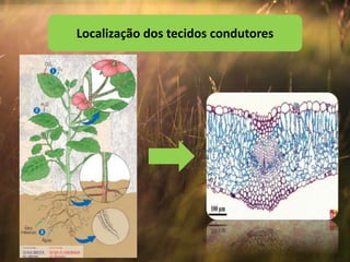 Localização dos tecidos condutores
 