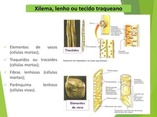  Elementos de vasos
(células mortas);
 Traqueídos ou tracoides
(células mortas);
 Fibras lenhosas (células
mortas);
 Parênquima lenhoso
(células vivas).
Xilema, lenho ou tecido traqueano
 