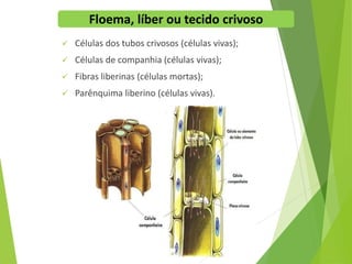  Células dos tubos crivosos (células vivas);
 Células de companhia (células vivas);
 Fibras liberinas (células mortas);
 Parênquima liberino (células vivas).
Floema, líber ou tecido crivoso
 