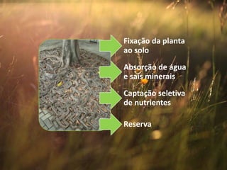 Fixação da planta
ao solo
Absorção de água
e sais minerais
Captação seletiva
de nutrientes
Reserva
 