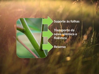 Suporte às folhas
Transporte da
seiva xilémica e
floémica
Reserva
 