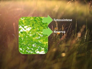 Fotossíntese
Reserva
 