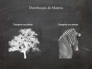 Distribuição de Matéria
Transporte nas plantas Transporte nos animais
 