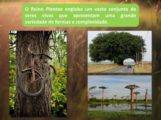 O Reino Plantae engloba um vasto conjunto de
seres vivos que apresentam uma grande
variedade de formas e complexidade.
 