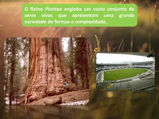 O Reino Plantae engloba um vasto conjunto de
seres vivos que apresentam uma grande
variedade de formas e complexidade.
 