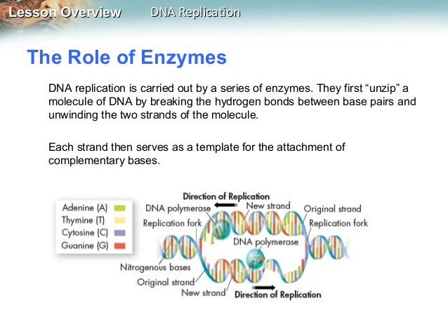 dna replication enzymes worksheet answers