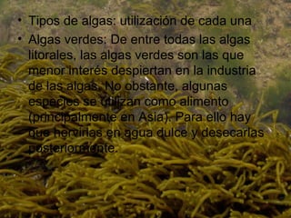 Tipos de algas: utilización de cada una Algas verdes: De entre todas las algas litorales, las algas verdes son las que menor interés despiertan en la industria de las algas. No obstante, algunas especies se utilizan como alimento (principalmente en Asia). Para ello hay que hervirlas en agua dulce y desecarlas posteriormente. 