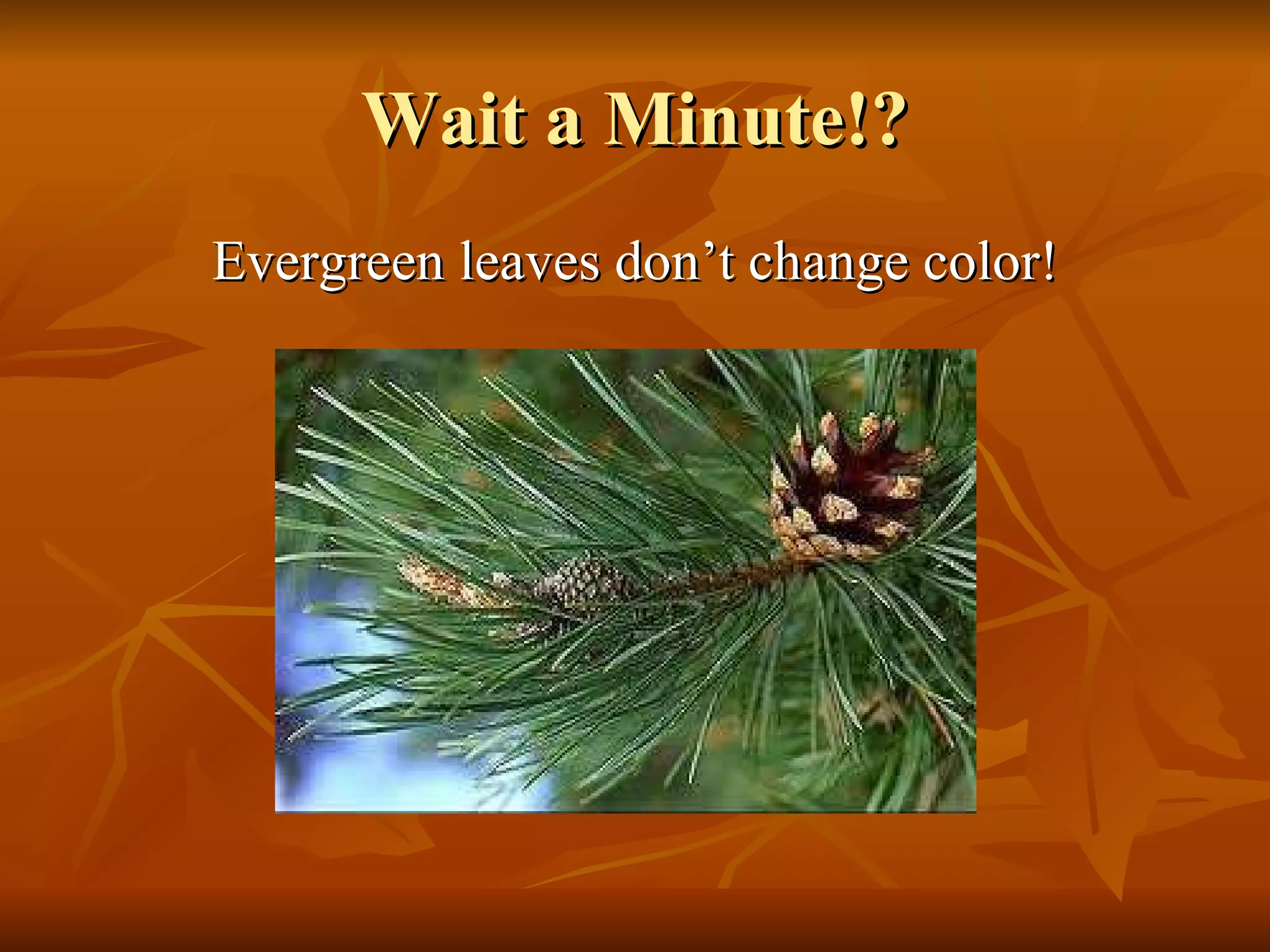 LeavesPowerPointPresentation | PPT