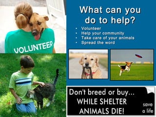 Homeless Animals | PPT