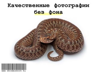 Качественные фотографии
без фона
www.dreamcareer.ru
 