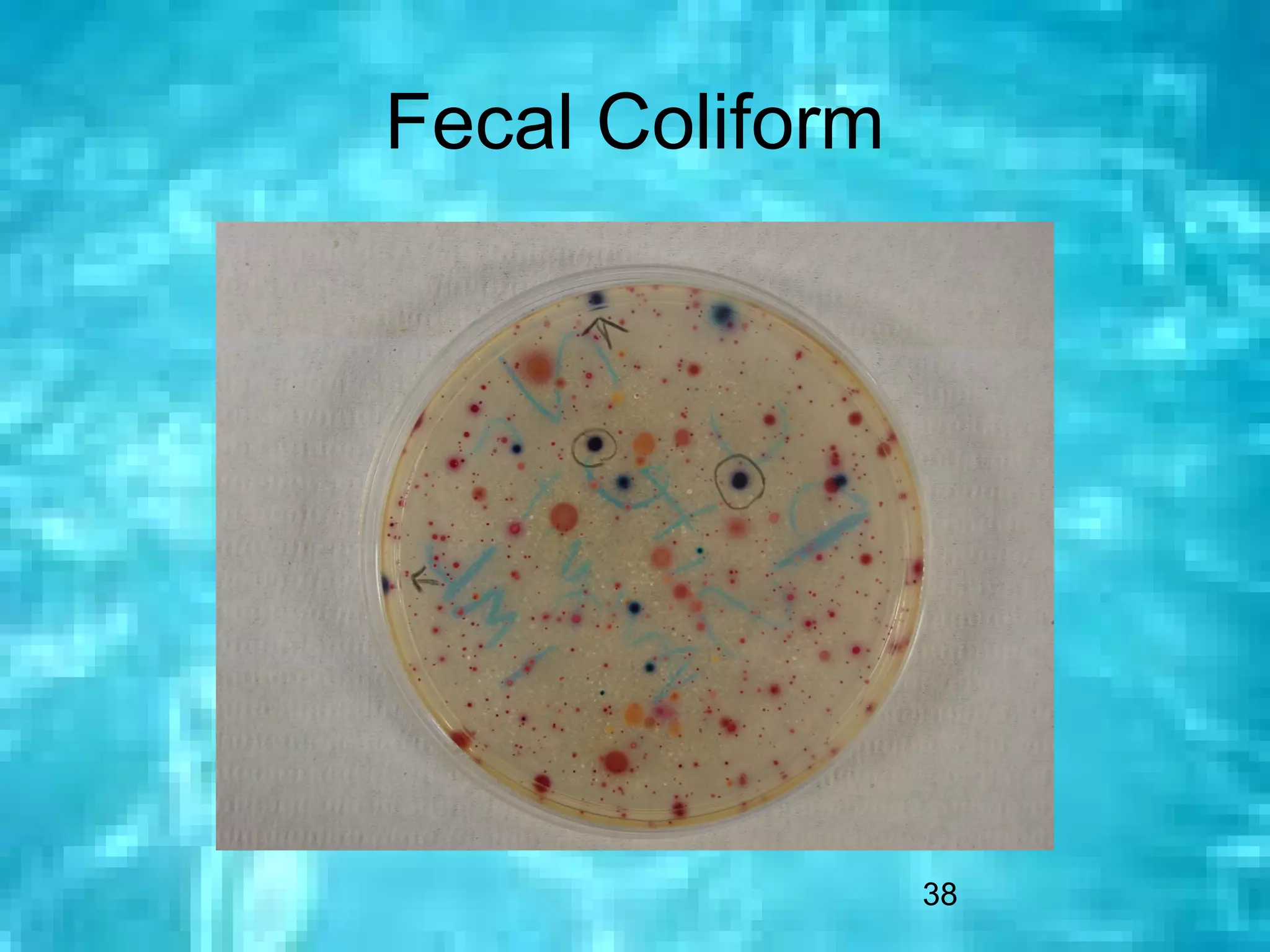 Fecal Coliform




                 38
 