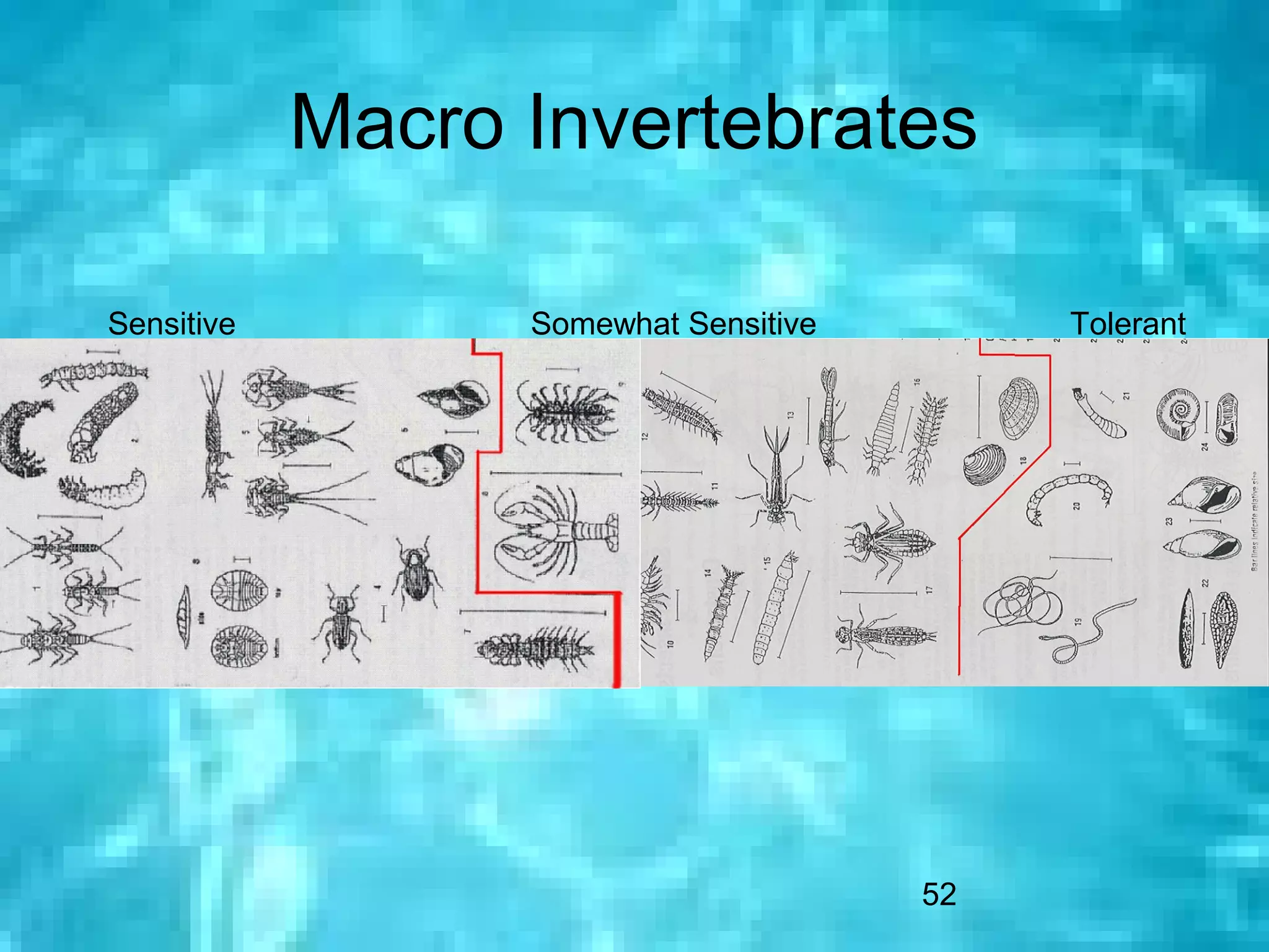 Macro Invertebrates

Sensitive         Somewhat Sensitive        Tolerant




                                       52
 