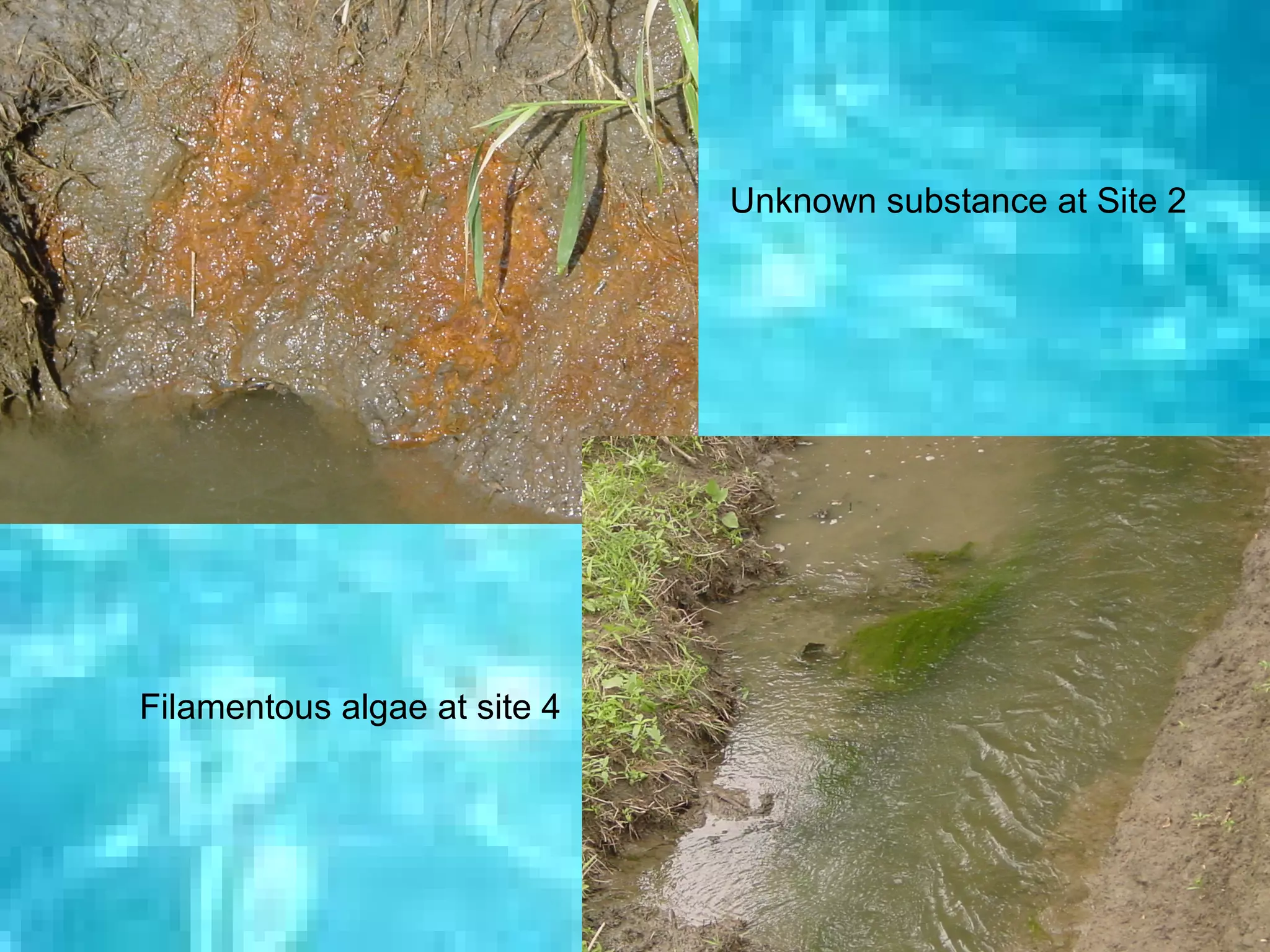 Unknown substance at Site 2




Filamentous algae at site 4




                                         63
 