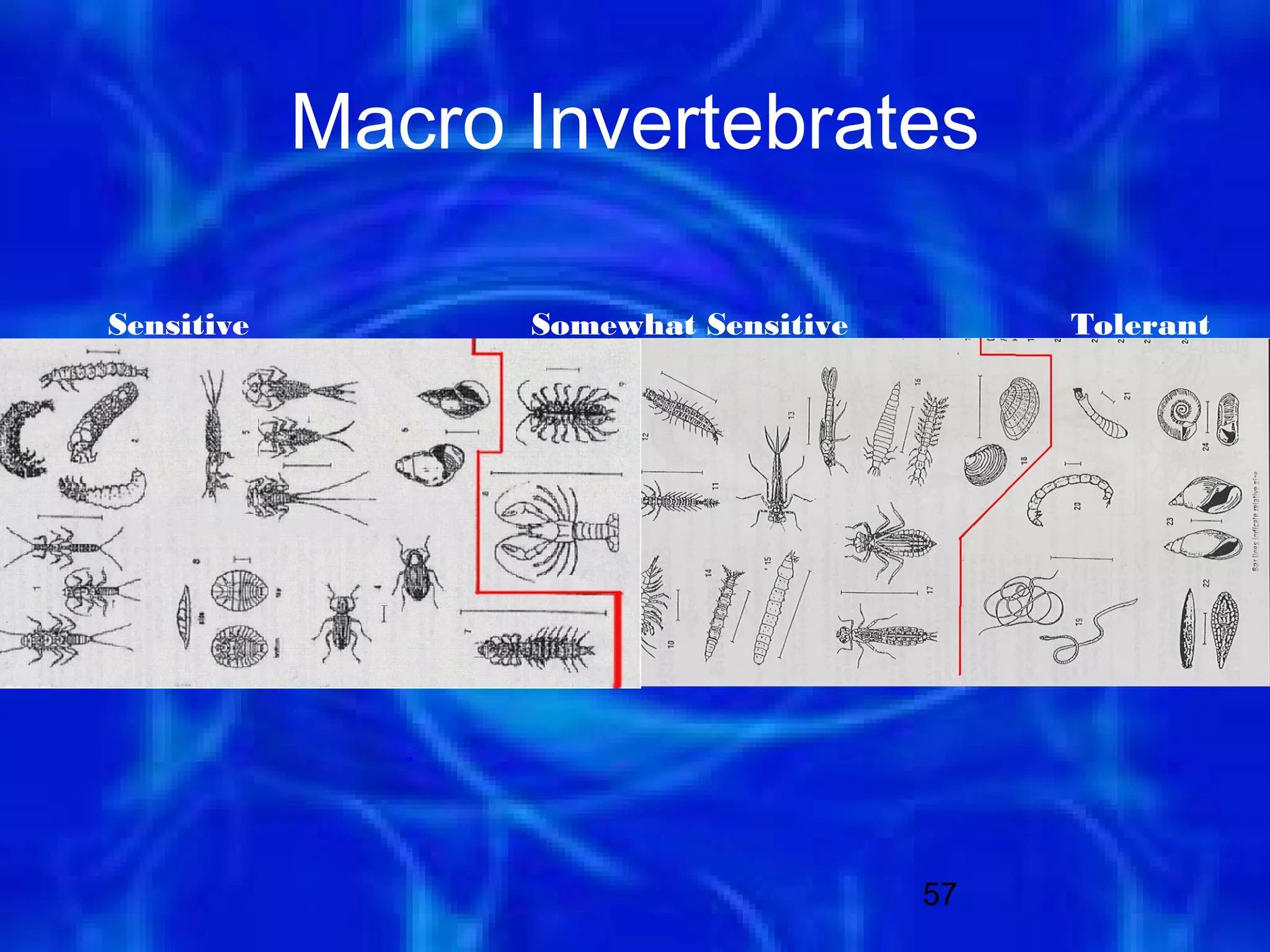 Macro Invertebrates

Sensitive         Somewhat Sensitive        Tolerant




                                       57
 
