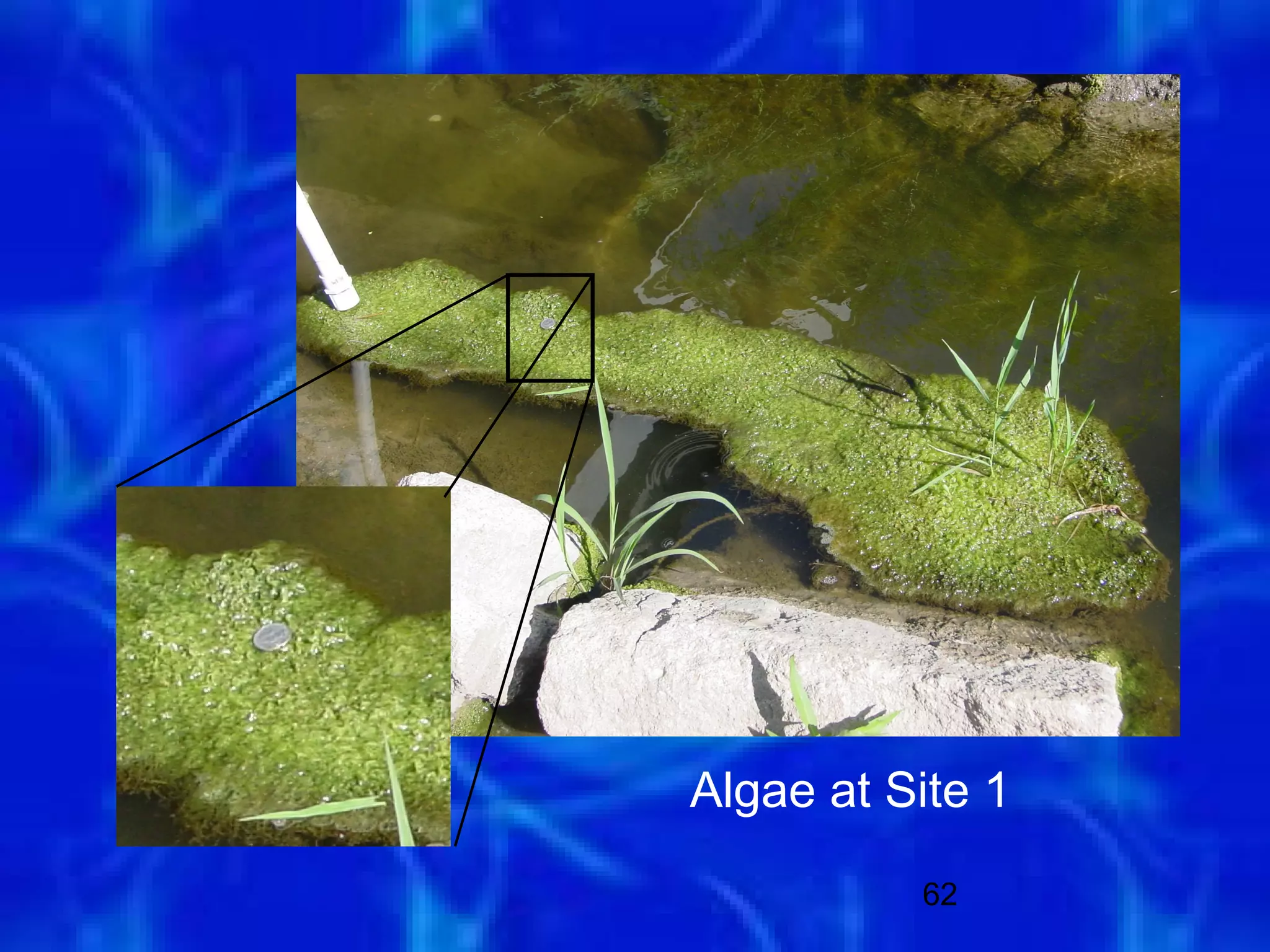 Algae at Site 1
          62
 