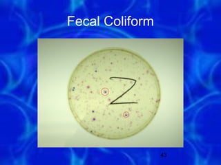 Fecal Coliform




                 43
 