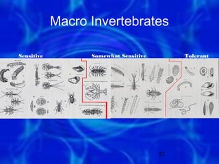 Macro Invertebrates

Sensitive         Somewhat Sensitive        Tolerant




                                       57
 