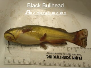 Black Bullhead
A e riurus m e la s
 m




                      65
 