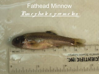 Fathead Minnow
Pim e p ha le s p ro m e la s




                          66
 
