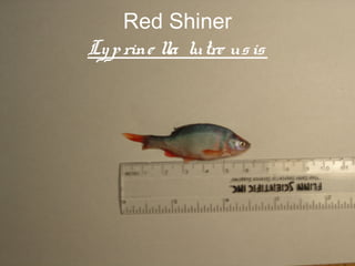 Red Shiner
Ly p rine lla lutre us is




                        68
 