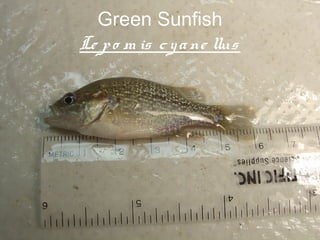 Green Sunfish
Le p o m is c y a ne llus




                        69
 