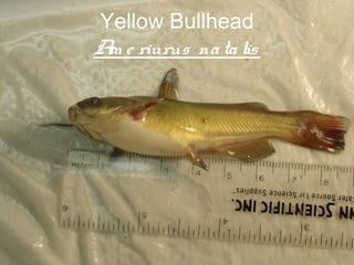 Yellow Bullhead
A e riurus na ta lis
 m




                   70
 