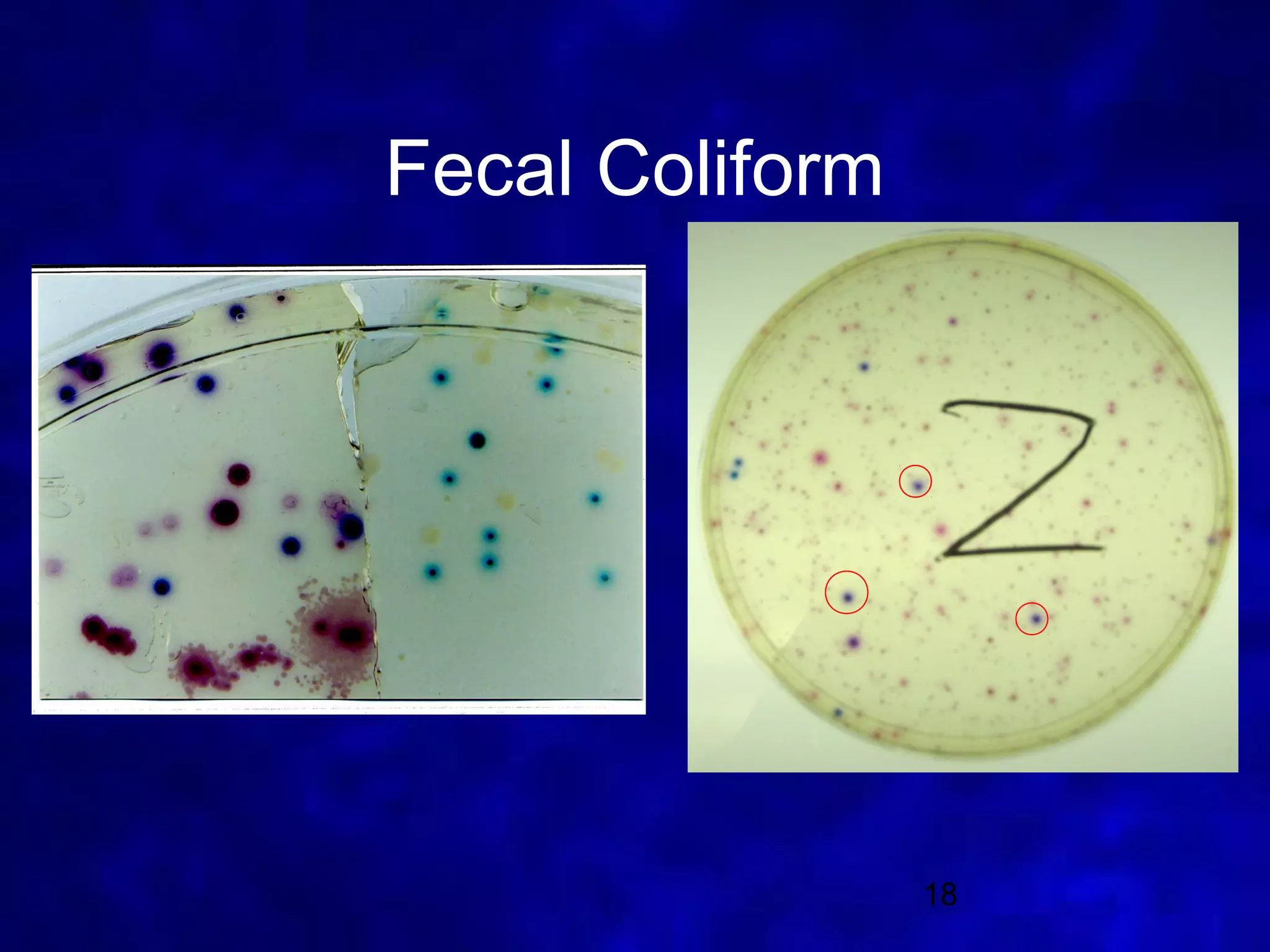 Fecal Coliform




                 18
 