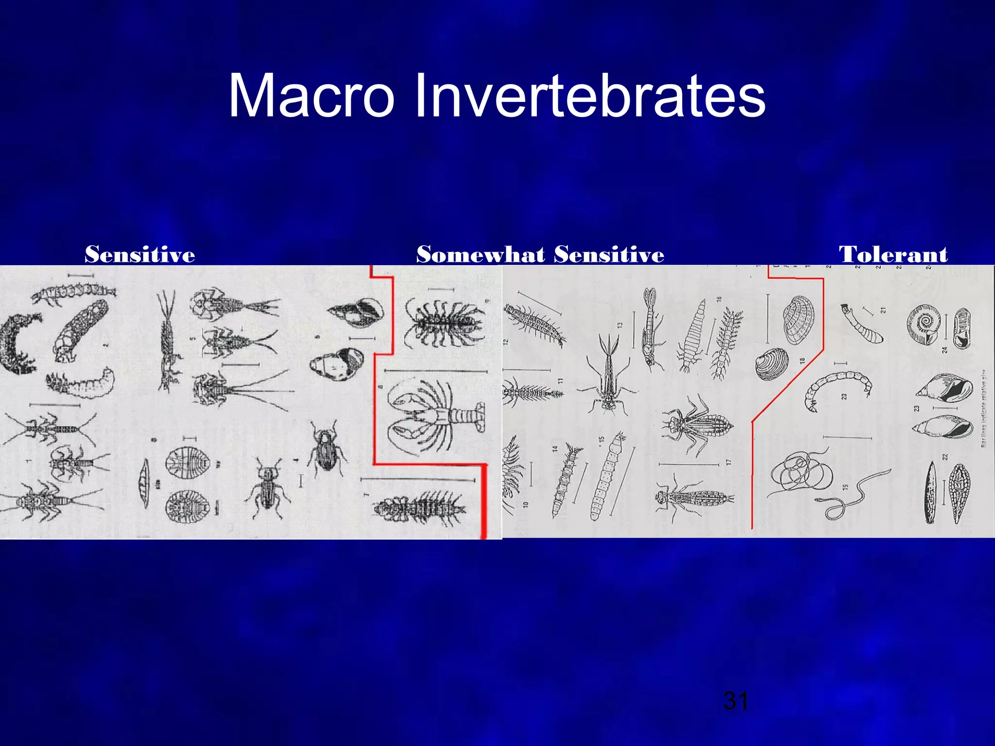 Macro Invertebrates

Sensitive         Somewhat Sensitive        Tolerant




                                       31
 