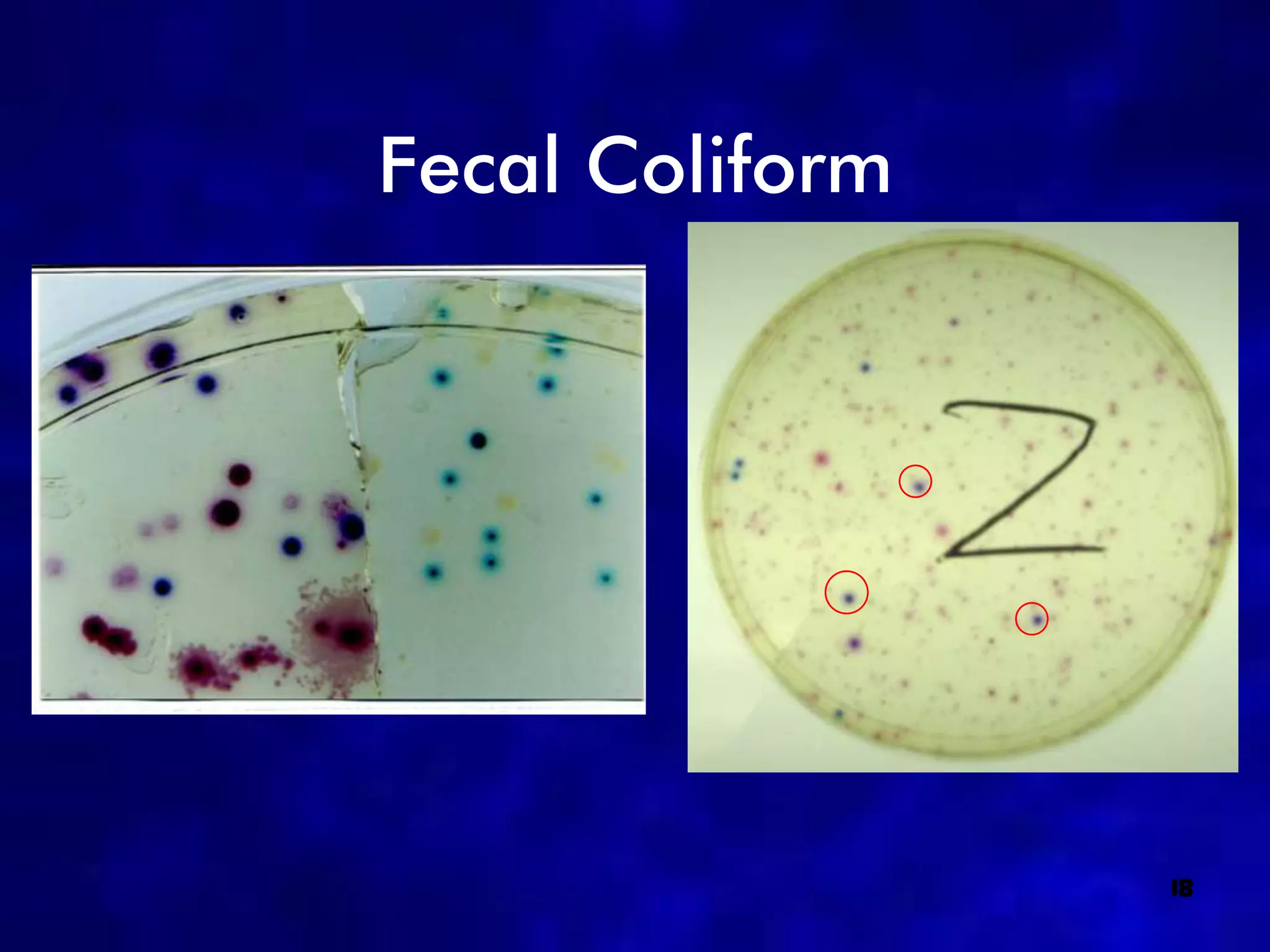 Fecal Coliform




                 18
 