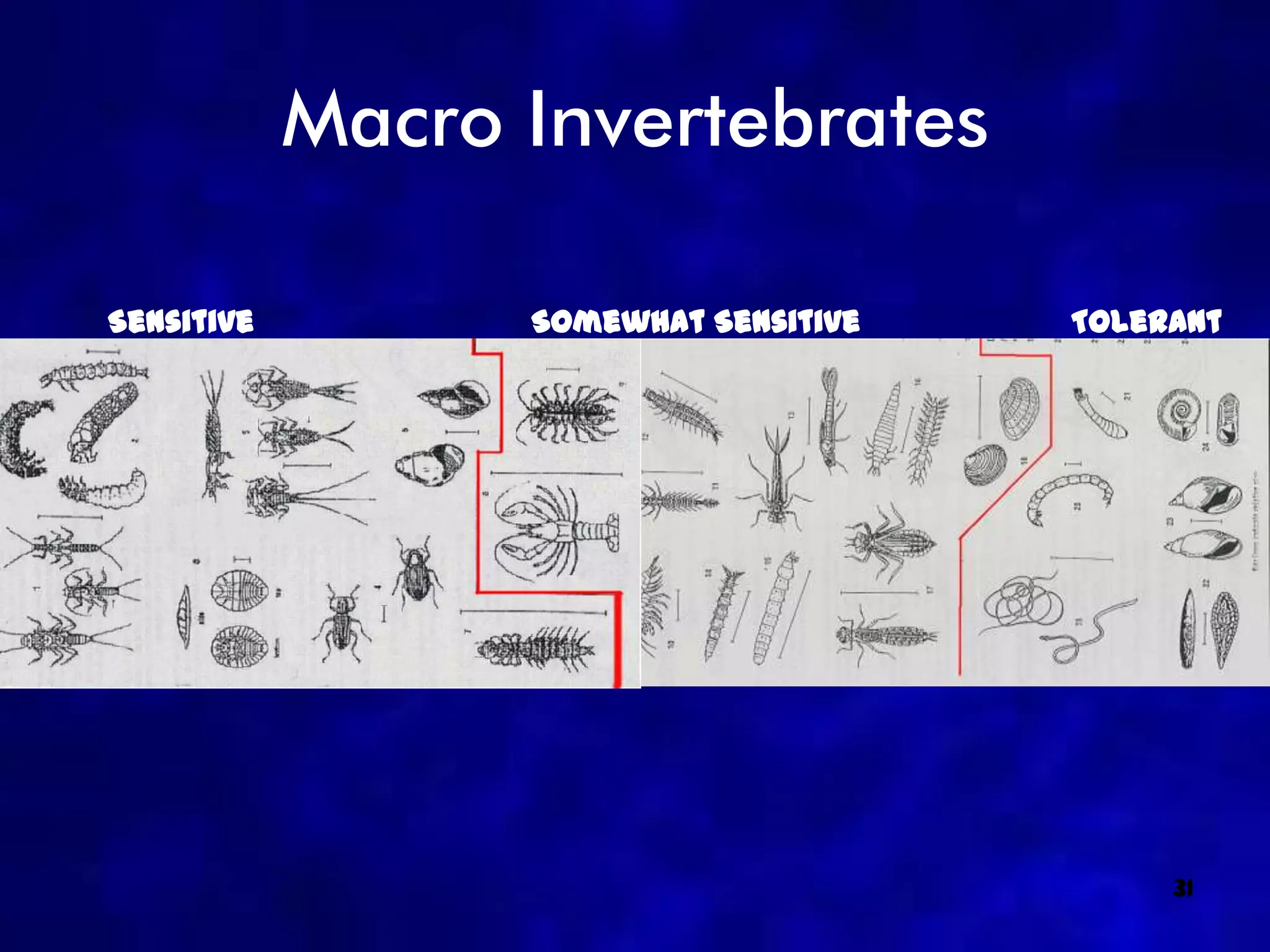 Macro Invertebrates

Sensitive         Somewhat Sensitive   Tolerant




                                            31
 