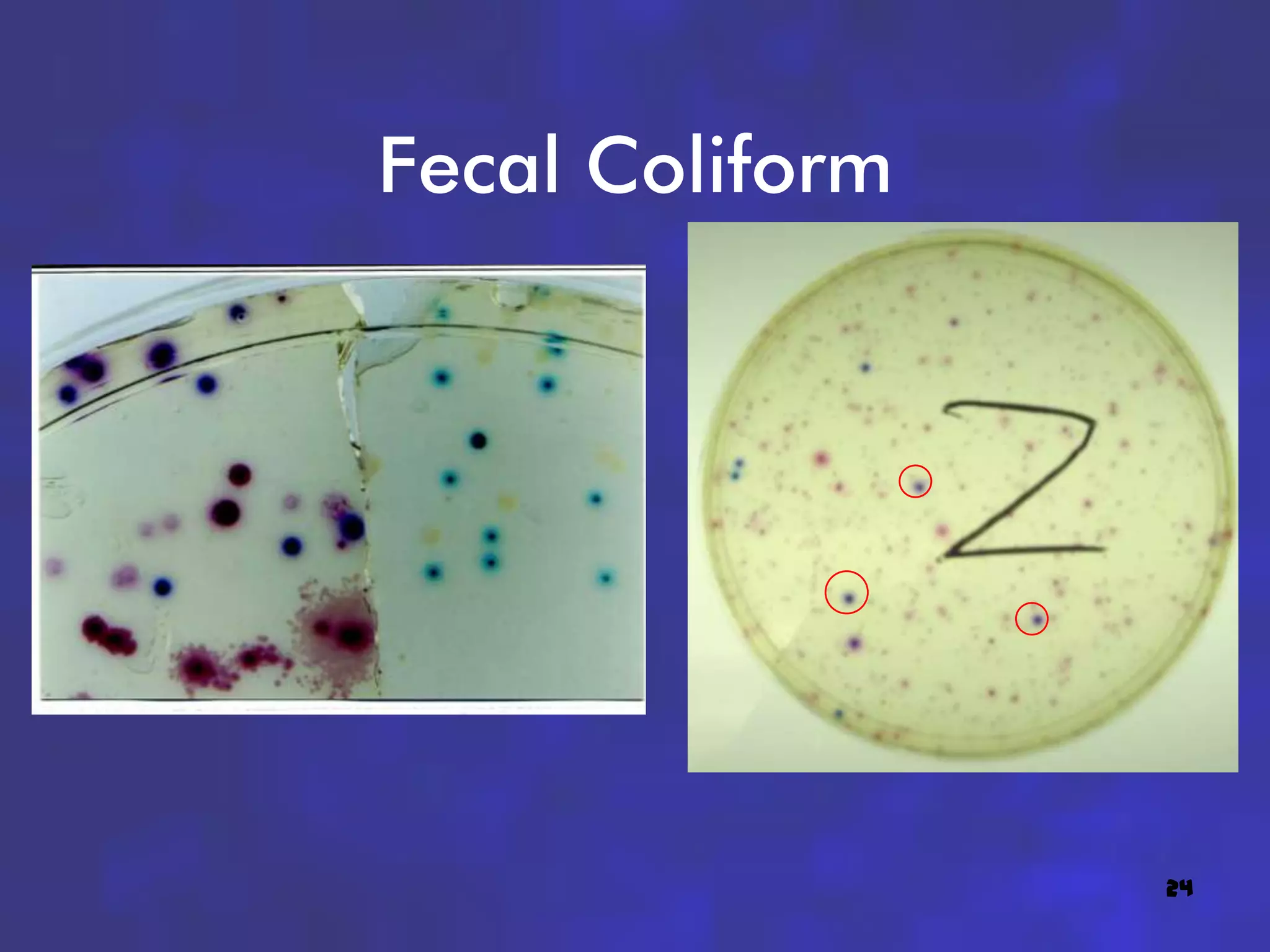 Fecal Coliform




                 24
 