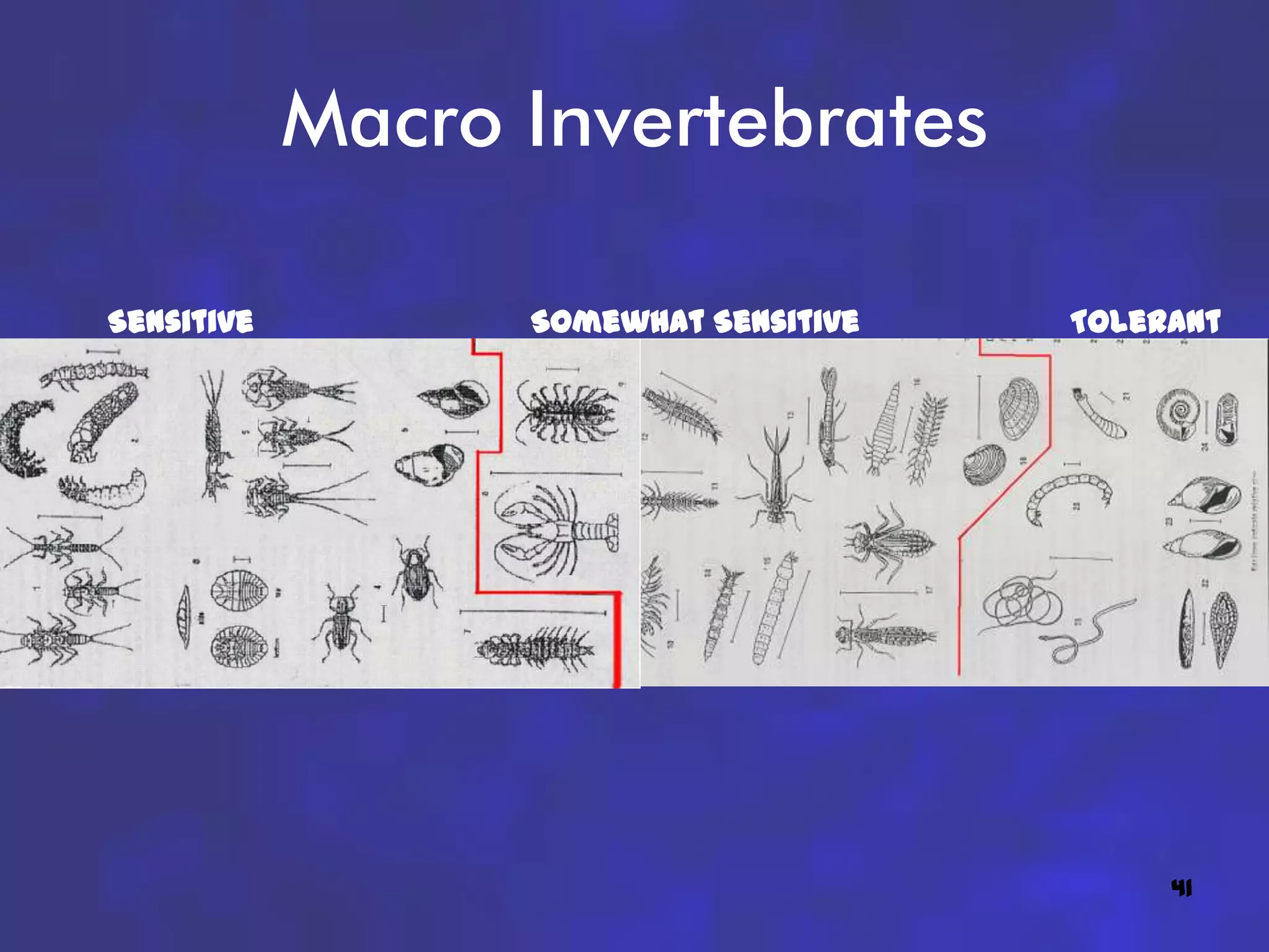 Macro Invertebrates

Sensitive         Somewhat Sensitive   Tolerant




                                            41
 