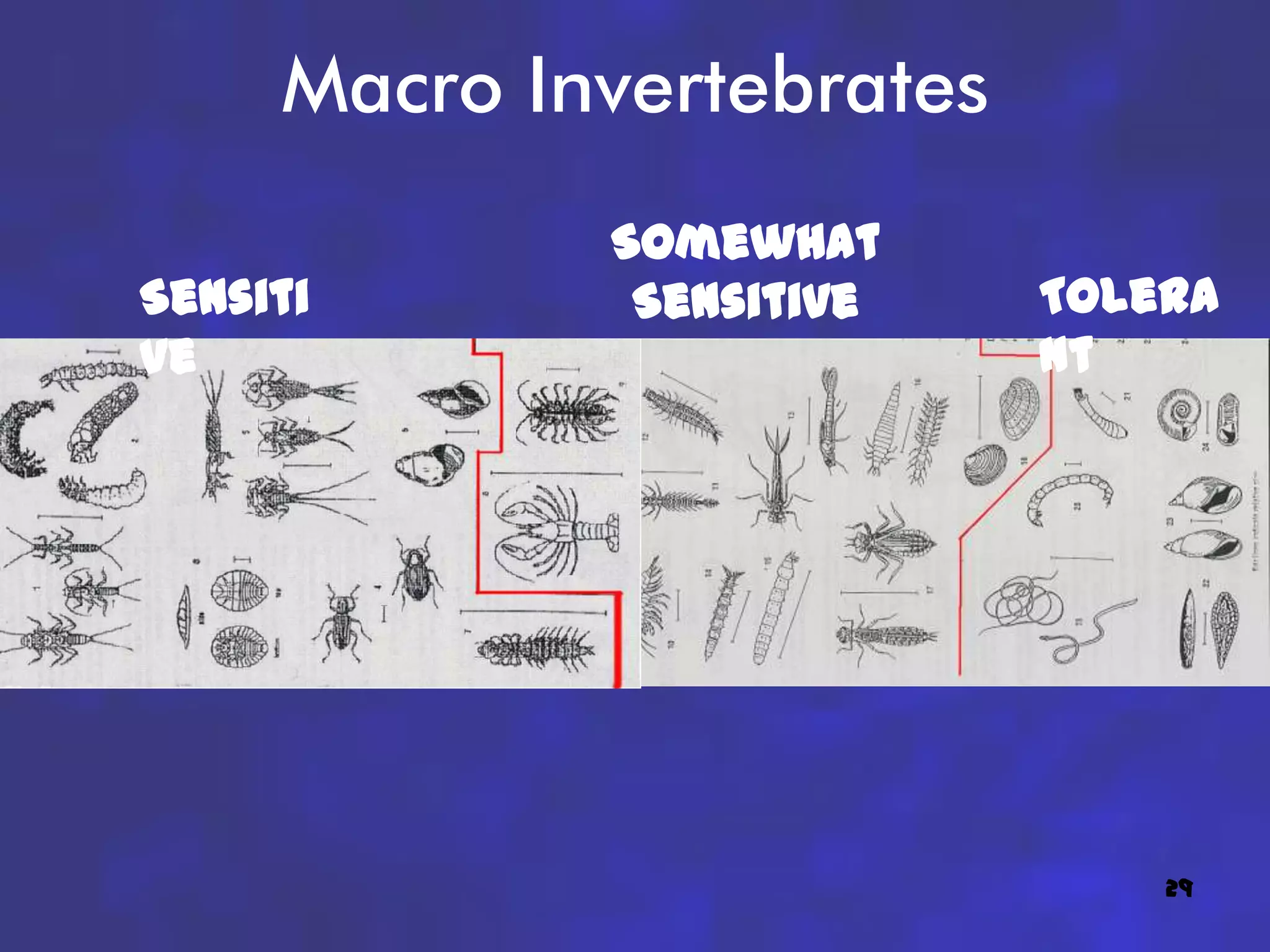 Macro Invertebrates
             Somewhat
Sensiti       Sensitive    Tolera
ve                         nt




                               29
 