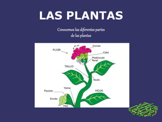 Conocemos las diferentes partes
de las plantas
LAS PLANTAS
 