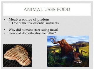 ANIMAL USES-FOOD 
• Meat- a source of protein 
• One of the five essential nutrients 
• Why did humans start eating meat? 
• How did domestication help this? 
 