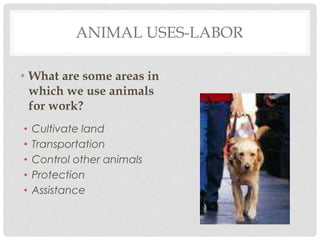 Use Animals For Work Powerpoint 32 animal uses | PPTX