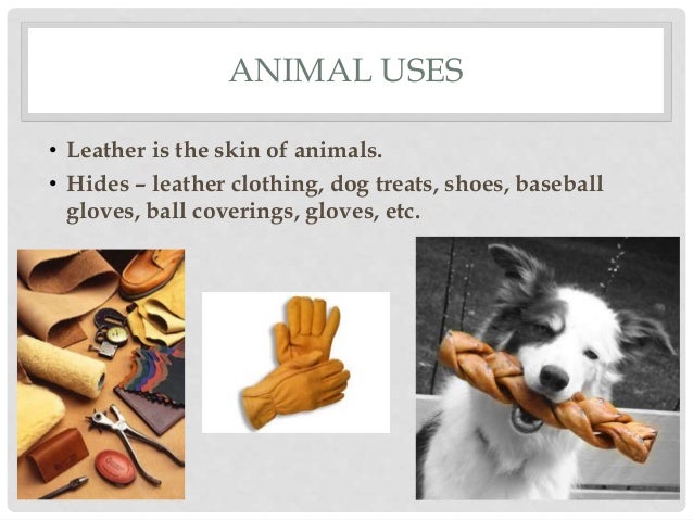 Powerpoint 32 Animal Uses
