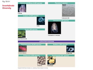 powerpoint_33_0.ppt invertebrates animial | PPT