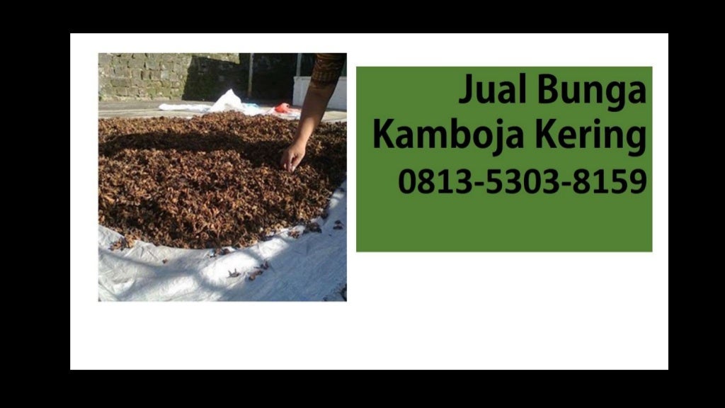 HARGA PALING MURAH 0813 5303 8159 Agen Bunga Kamboja HARGA PALING MURAH 0813 5303 8159 Agen Bunga Kamboja