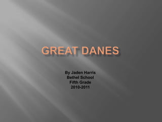 Great Danes By Jaden Harris Bethel School Fifth Grade 2010-2011 