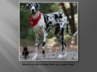 Would you like a Great Dane as a guard dog? 
